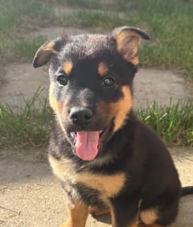 CALLUM - Chow Chow mixed available for adoption