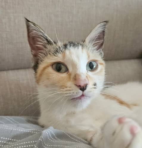 CAMELOT - Domestic Short Hair cat available for adoption at AARCS in Calgary (1 of 6)