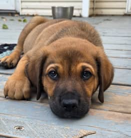CANTALOUPE - Rottweiler Mixed available for adoption at AARCS in Calgary (1 of 6)