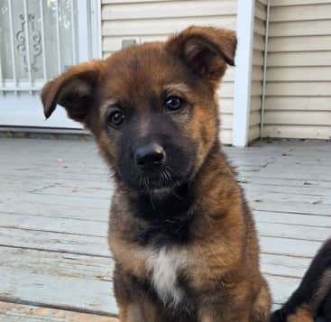 CHINOOK - German Shepherd mixed available for adoption at AARCS in Calgary (1 of 6)