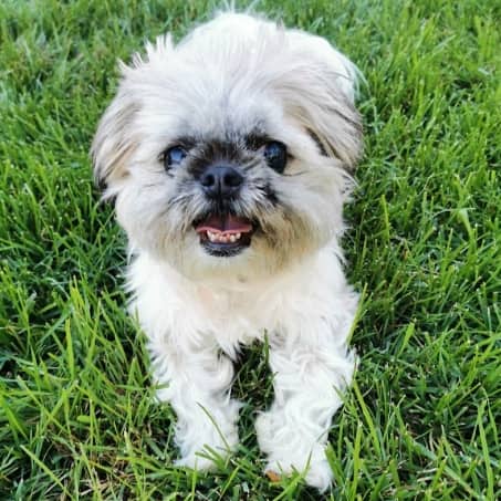 COCO - Shih Tzu Mixed available for adoption at AARCS in Calgary (1 of 6)