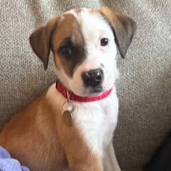 CORGAN - Saint Bernard Mixed available for adoption at AARCS in Calgary (1 of 6)