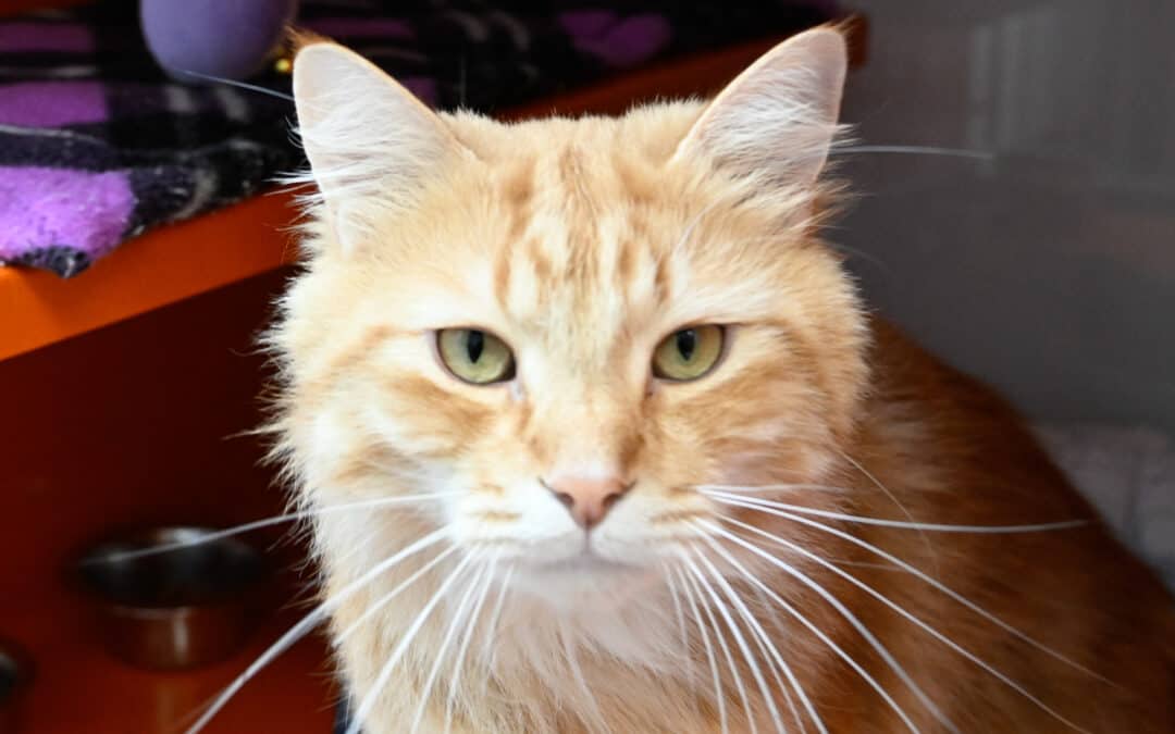 CUTIE - Domestic Medium Hair cat available for adoption at AARCS in Calgary (1 of 2)