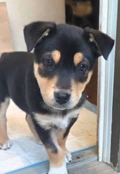 DECLAN - Chow Chow mixed available for adoption