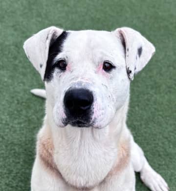 DENVER - Terrier, Pit Bull Mixed available for adoption at AARCS in Calgary (1 of 5)