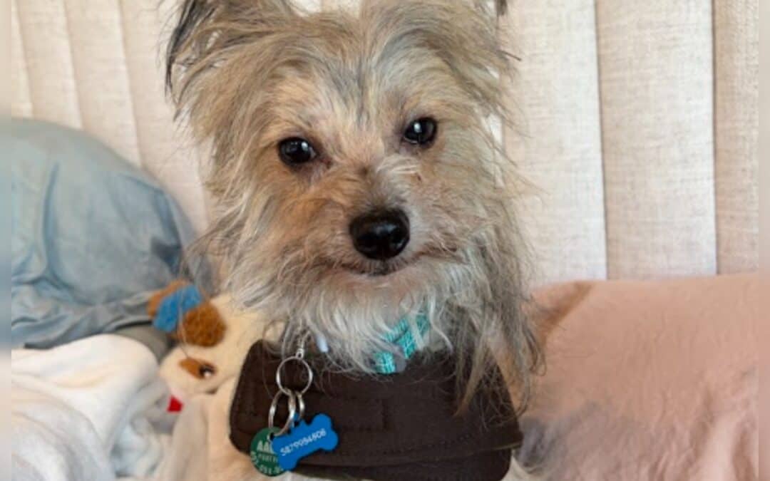 DINGO - Chinese Crested Mixed available for adoption at AARCS in Calgary (1 of 4)