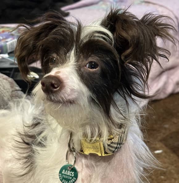DONKEY - Chinese Crested Mixed available for adoption at AARCS in Calgary (1 of 4)
