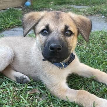 DRIZZLE - Shepherd Mixed available for adoption