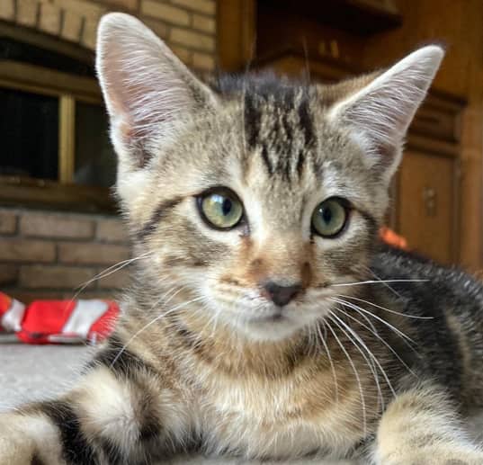 DUNN - Domestic Long Hair cat available for adoption at AARCS in Calgary (1 of 4)