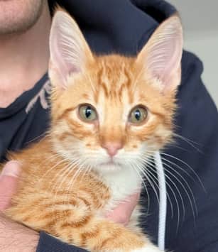 ELWOOD - Domestic Short Hair cat available for adoption at AARCS in Calgary (1 of 4)