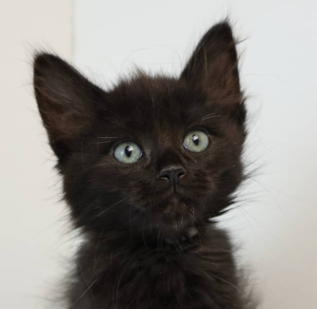 FLEETWOOD - Domestic Long Hair cat available for adoption at AARCS in Calgary (1 of 5)