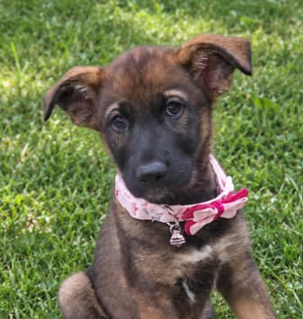 GALE - German Shepherd mixed available for adoption