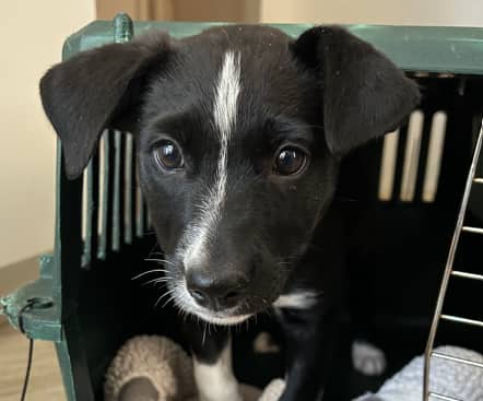 GAROA - Shepherd Mixed available for adoption in Alberta