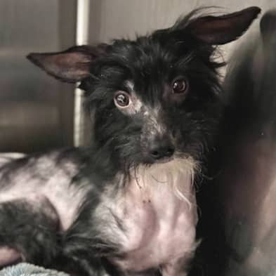 GAZELLE - Chinese Crested Mixed available for adoption