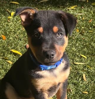GRADY - Chow Chow mixed available for adoption