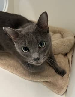 HARMONY - Domestic Short Hair cat available for adoption in Calgary
