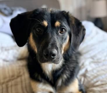 HOMER - German Shepherd mixed available for adoption at AARCS in Calgary (1 of 6)