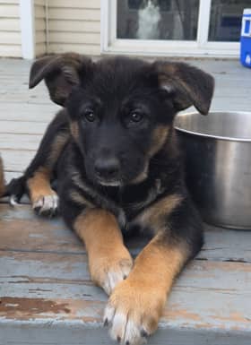 HURRICANE - German Shepherd mixed available for adoption at AARCS in Calgary (1 of 6)