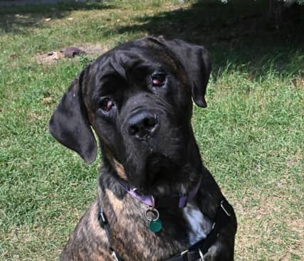 KAZ - Mastiff Mixed available for adoption at AARCS in Calgary (1 of 6)