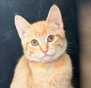 KEATS - Domestic Short Hair cat available for adoption at AARCS in Calgary (1 of 2)