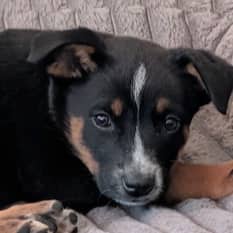 KODA - American Blue Heeler Mixed available for adoption at AARCS in Calgary (1 of 6)
