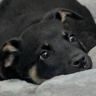 KODY - American Blue Heeler Mixed available for adoption at AARCS in Calgary (1 of 3)
