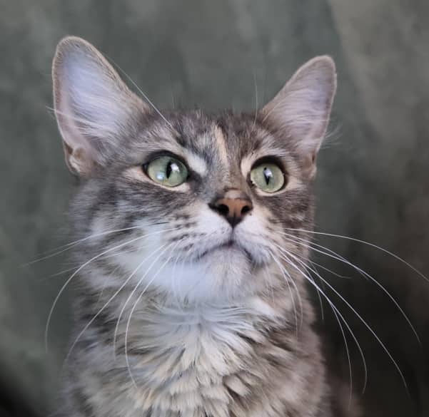 LAYLA - Domestic Short Hair cat available for adoption at AARCS in Calgary (1 of 4)