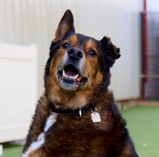 LEON - German Shepherd mixed available for adoption at AARCS in Calgary (1 of 6)