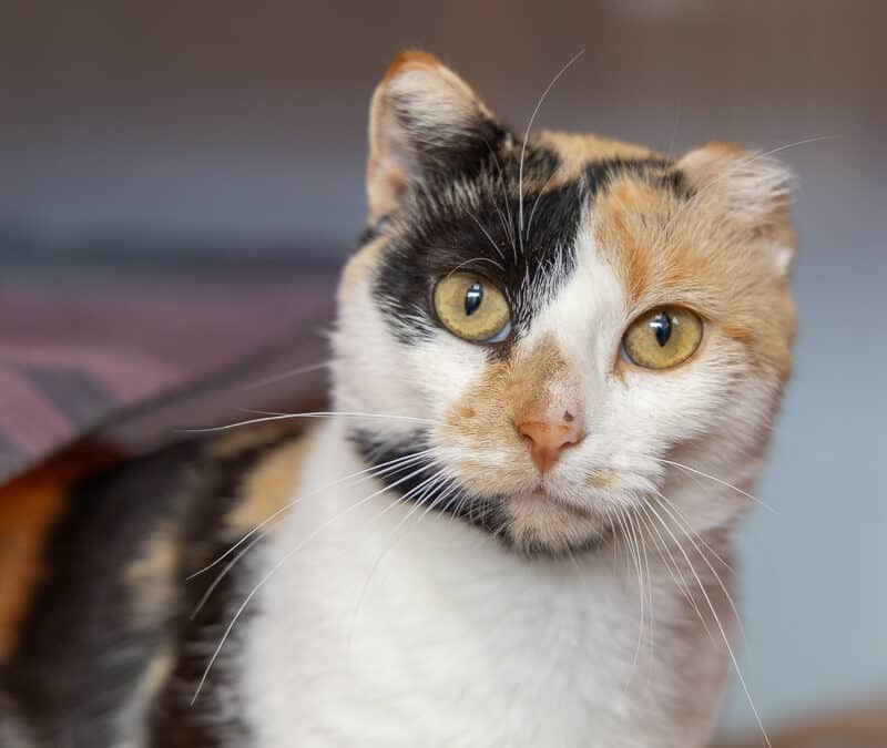 LIZZY - Domestic Short Hair cat available for adoption at AARCS in Calgary (1 of 6)