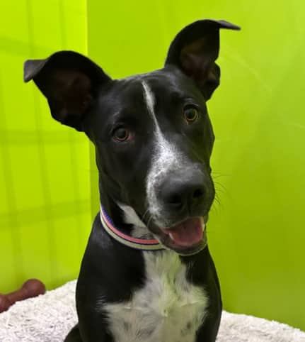 LUCY - Terrier, Pit Bull Mixed available for adoption at AARCS in Calgary (1 of 6)