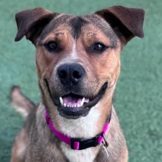 LYLIE - Terrier Mixed available for adoption in Alberta