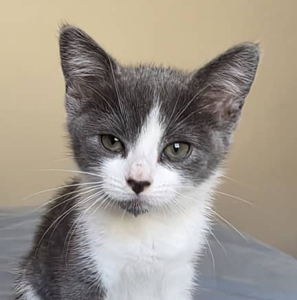 MACHU - Domestic Short Hair cat available for adoption at AARCS in Calgary (1 of 6)