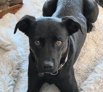 MAGNOLIA - Labrador Retriever mixed available for adoption at AARCS in Calgary (1 of 6)