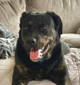 MARGOT - Labrador Retriever mixed available for adoption at AARCS in Calgary (1 of 6)
