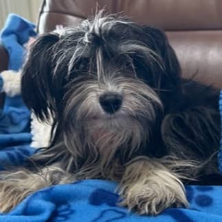 MOOSE - Chinese Crested Mixed available for adoption at AARCS in Calgary (1 of 4)