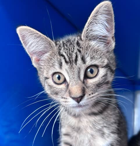 MOPPET - Domestic Short Hair cat available for adoption at AARCS in Calgary (1 of 4)