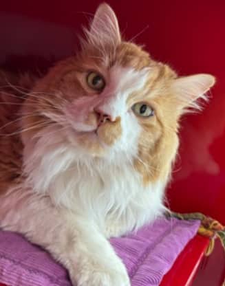 MUNGO - Maine Coon cat available for adoption at AARCS in Calgary (1 of 6)