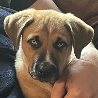 NATSU - Shepherd Mixed available for adoption