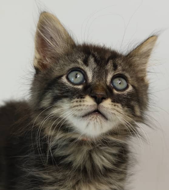 OZZY - Domestic Medium Hair cat available for adoption at AARCS in Calgary (1 of 5)