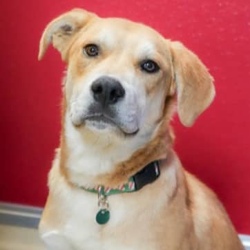 PANCAKE - Retriever, Labrador Mixed available for adoption in Alberta