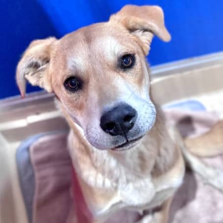 PANCAKE - Retriever, Labrador Mixed available for adoption