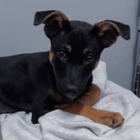 PIP - German Shepherd Mixed available for adoption