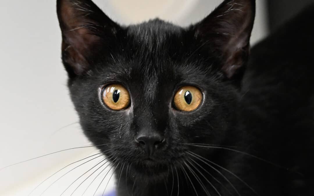 PIPER - Domestic Short Hair cat available for adoption at AARCS in Calgary (1 of 3)