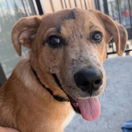 POTATO - Shepherd Mixed available for adoption at AARCS in Calgary (1 of 6)