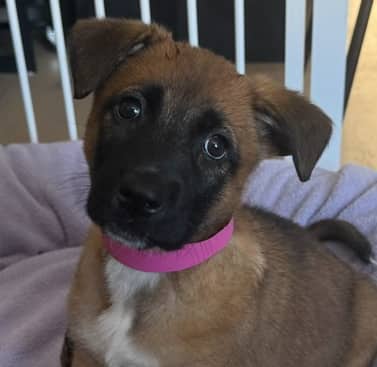 PUFF - German Shepherd mixed available for adoption at AARCS in Calgary (1 of 4)