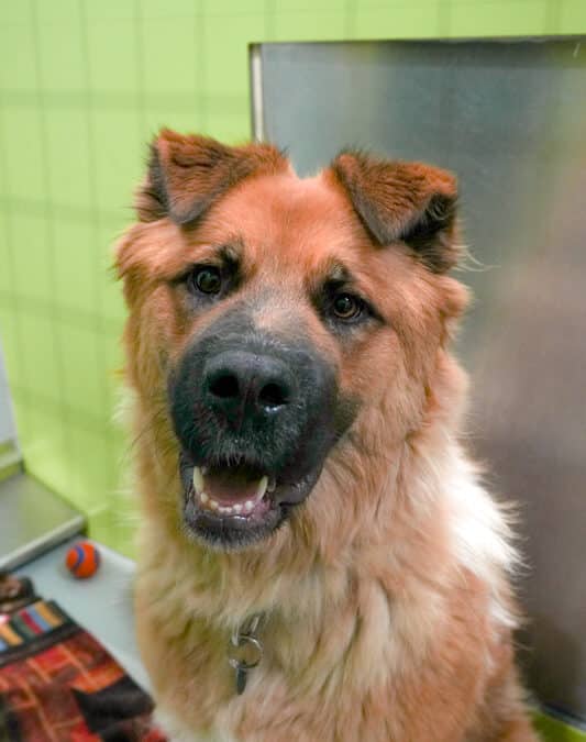 JOLENE - Chow Chow mixed available for adoption at AARCS in Calgary