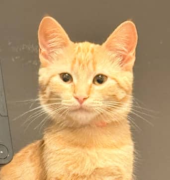 RUMI - Domestic Short Hair cat available for adoption at AARCS in Calgary (1 of 2)