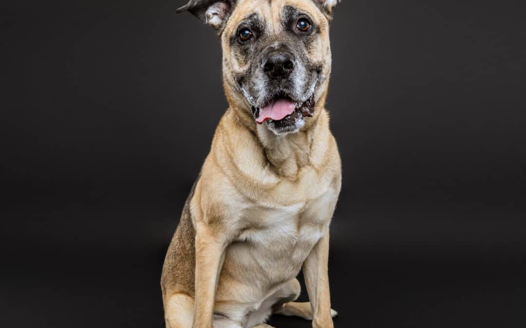 SABLE - Shepherd Mixed available for adoption