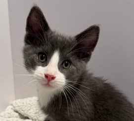 SAM - Domestic Medium Hair cat available for adoption at AARCS in Calgary (1 of 5)