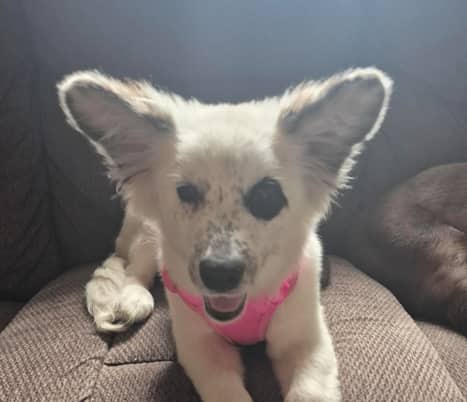 SERENA - Rough Collie Mix available for adoption at AARCS in Calgary (1 of 6)